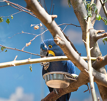 苹果短信轰炸机