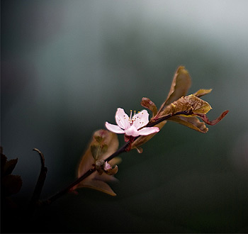 在线手机号呼死你