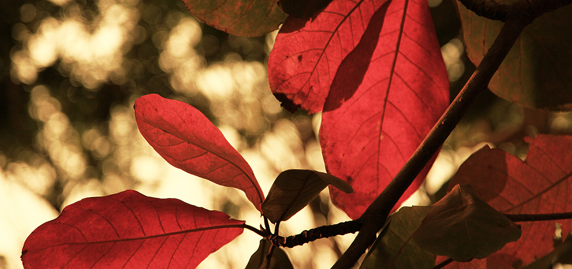 不跑路的在线云呼死你